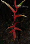 Heliconia obscuroides